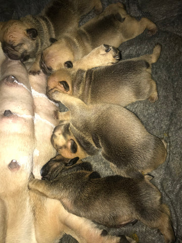 Available Pups!