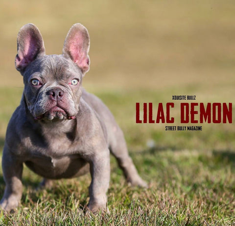 Lilac Demon