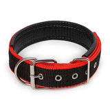 Adjustable Strap Dog Collar